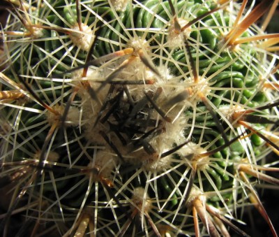 Stenocactus zacatecasensis1-1.jpg