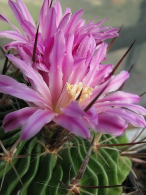 Stenocactus crispatus2-1.jpg