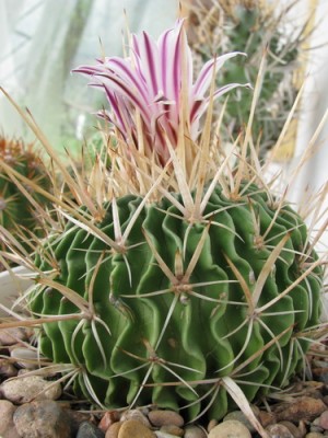 Stenocactus sp Mexico zied2-3.jpg