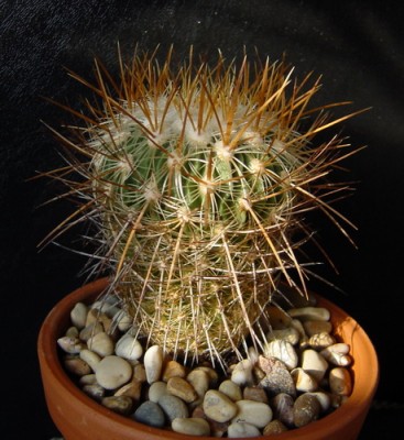 Stenocactus Albatus.1-3jpg.jpg