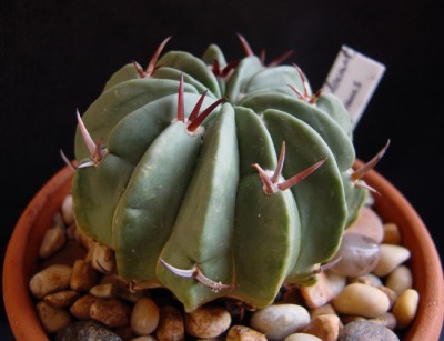 Stenocactus Coptonogonus1-4.jpg