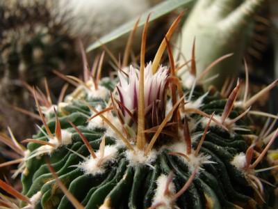 Stenocactus Multicostatus2-4.jpg