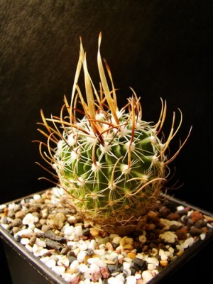 Stenocactus erectocentrus 1-6.jpg