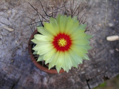 Astrophytum capricorne2.jpg