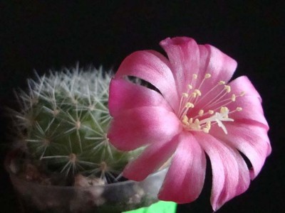 Rebutia v.lilacinorosea 2-1.jpg