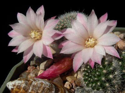 Rebutia espinosae 2-2.jpg