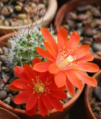 rebutia_spinosissima 2-3.jpg