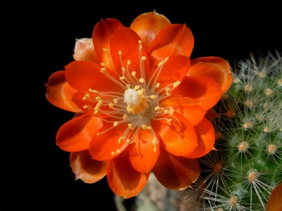 Rebutia kieslingii 2-5.jpg