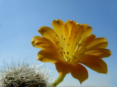 Rebutia senilis var. kesselringiana 2-8.jpg