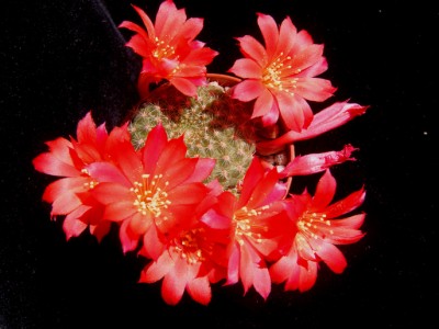 Rebutia Fiebrigii 2-9.JPG