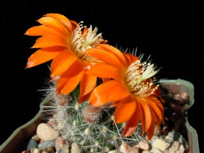 Rebutia flavistyla 2-11.jpg