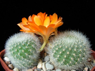 Rebutia archibuiningiana 2-12.jpg