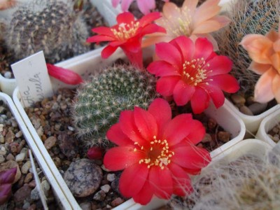 Rebutia minuscula 2-13.jpg