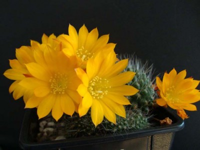 Rebutia marsoneri 2-16.jpg