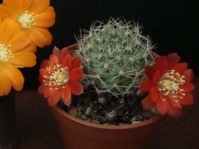 Rebutia pseudodeminuta 2-17.jpg