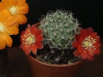 Rebutia pseudodeminuta 2-17.jpg