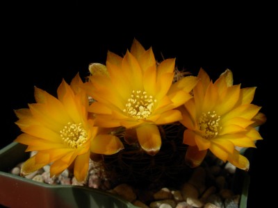 Sulcorebutia cardenasiana 3-1.jpg