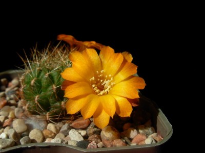 Sulcorebutia sp.nov.HS213 3-2.jpg