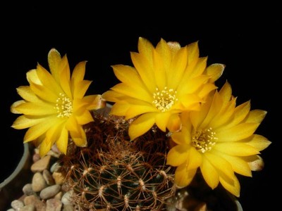 Sulcorebutia arenacea 3-7.jpg