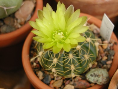 kaktusi04 (25).JPG
