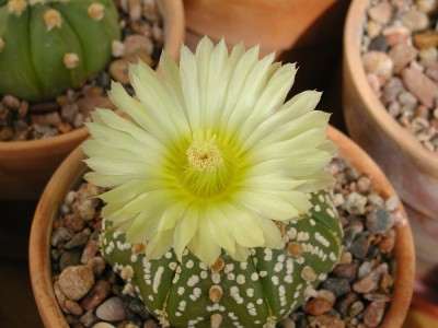 kaktusi04 (28).JPG