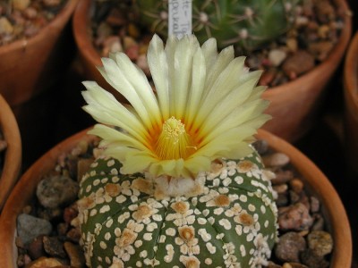 kaktusi04 (29).JPG