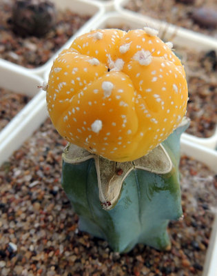 Astrophytum asterias Fukury varieg.jpg