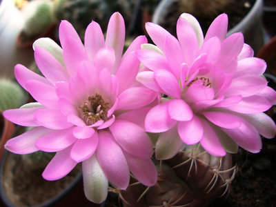 1-3.G. damsii v. torulosum.jpg