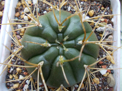 1-7.G.eurypleurum.jpg