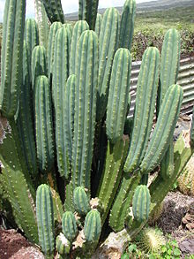 Echinopsis_pachanoi.jpg