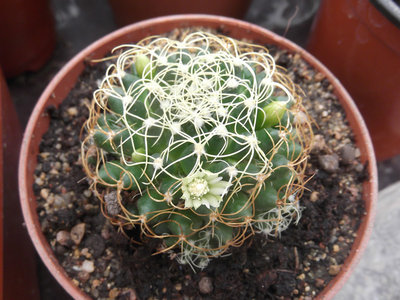 M.decipiens camptotricha 5.jpg