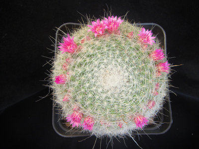 M.woodsii 23.jpg